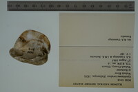 Epioblasma torulosa image