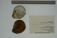 Pleurobema plenum image