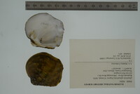 Quadrula fragosa image