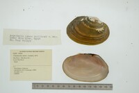 Chambardia rubens image