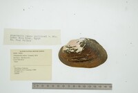 Chambardia rubens image