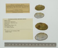 Venustaconcha ellipsiformis image