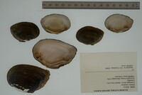 Elliptio crassidens image