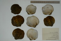 Quadrula fragosa image