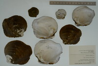 Quadrula fragosa image