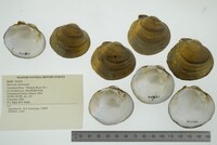 Obovaria subrotunda image