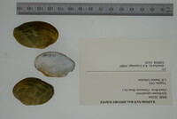 Epioblasma capsaeformis image