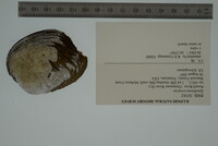 Epioblasma torulosa image