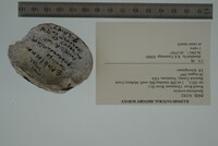 Epioblasma torulosa image