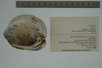 Plethobasus cicatricosus image