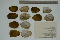 Pleurobema clava image