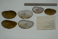 Ptychobranchus fasciolaris image