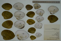 Ellipsaria lineolata image