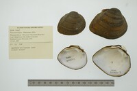 Fusconaia flava image