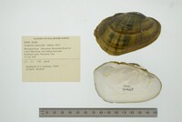 Lampsilis siliquoidea image