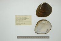 Pleurobema sintoxia image