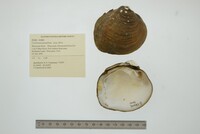 Cyclonaias pustulosa image