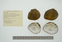 Fusconaia flava image