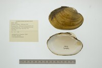 Lampsilis cardium image