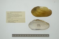 Lampsilis siliquoidea image