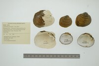 Cyclonaias pustulosa image