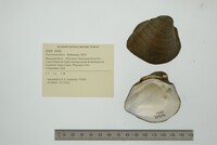 Fusconaia flava image