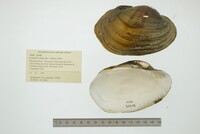 Lampsilis siliquoidea image