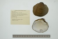 Cyclonaias pustulosa image