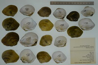 Obliquaria reflexa image