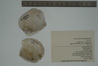 Epioblasma torulosa image