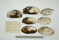 Chambardia wahlbergi image