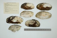 Chambardia wahlbergi image