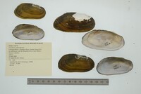 Aspatharia subreniformis image