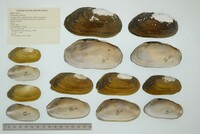 Chambardia wahlbergi image