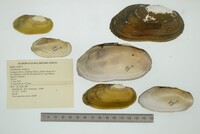 Chambardia wahlbergi image