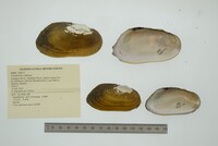 Chambardia wahlbergi image