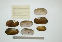 Aspatharia subreniformis image