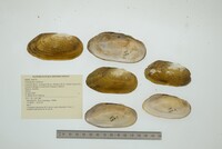 Chambardia wahlbergi image