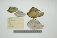 Mutela hargeri image