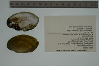 Ortmanniana ligamentina image