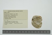 Epioblasma rangiana image