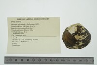 Obovaria subrotunda image