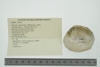 Obovaria subrotunda image