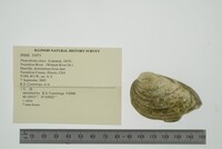 Pleurobema clava image