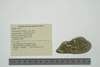 Theliderma cylindrica image