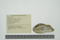 Theliderma cylindrica image