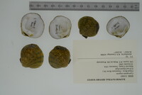 Cyprogenia stegaria image