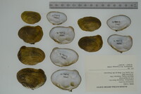 Epioblasma brevidens image