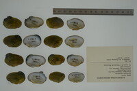 Epioblasma capsaeformis image