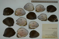 Pleurobema sintoxia image